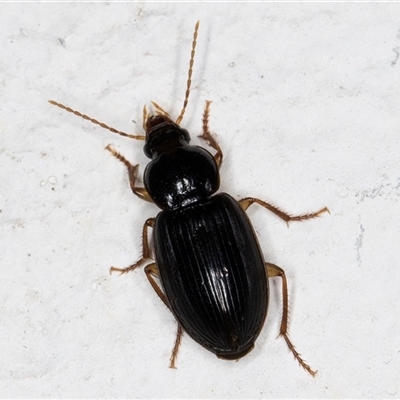 Unidentified Carab beetle (Carabidae) at Melba, ACT - 12 Dec 2024 by kasiaaus