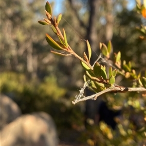 Gaudium trinervium at Girraween, QLD - 7 Sep 2024 04:29 PM