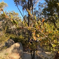 Gaudium trinervium at Girraween, QLD - 7 Sep 2024 04:29 PM