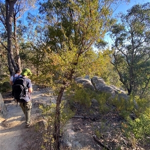 Gaudium trinervium at Girraween, QLD - 7 Sep 2024