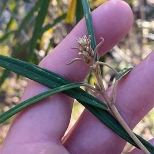 Astrotricha longifolia (Long-leaf Star-hair) at Girraween, QLD by Tapirlord