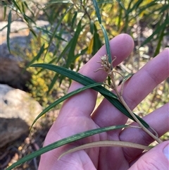 Astrotricha longifolia at Girraween, QLD - 7 Sep 2024 04:28 PM