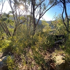 Astrotricha longifolia at Girraween, QLD - 7 Sep 2024 04:28 PM