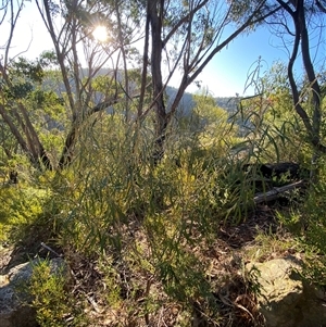 Astrotricha longifolia at Girraween, QLD - 7 Sep 2024 04:28 PM