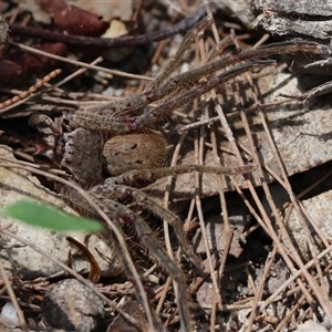 Isopeda villosa at Moruya, NSW - 10 Dec 2024