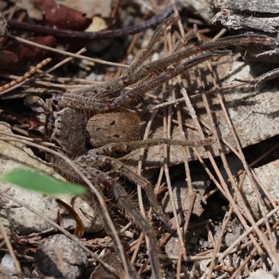 Isopeda villosa (Brown Huntsman Spider) at Moruya, NSW - 10 Dec 2024 by LisaH