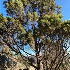 Callitris endlicheri (Black Cypress Pine) at Girraween, QLD - 7 Sep 2024 by Tapirlord