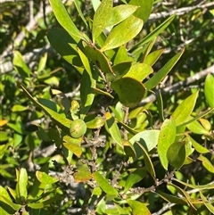 Persoonia cornifolia (Broad-Leaved Geebung) at Girraween, QLD - 7 Sep 2024 by Tapirlord