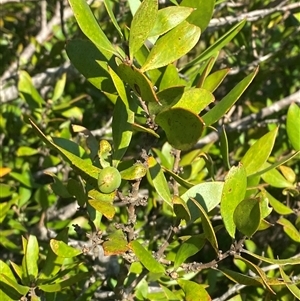 Persoonia cornifolia at Girraween, QLD - 7 Sep 2024