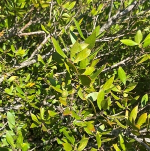 Persoonia cornifolia at Girraween, QLD - 7 Sep 2024