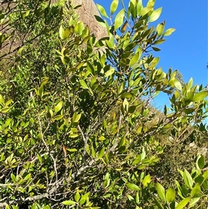 Persoonia cornifolia at Girraween, QLD - 7 Sep 2024