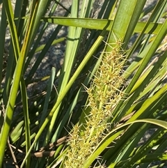 Lomandra longifolia (Spiny-headed Mat-rush, Honey Reed) at Girraween, QLD - 7 Sep 2024 by Tapirlord