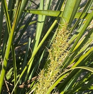 Lomandra longifolia (Spiny-headed Mat-rush, Honey Reed) at Girraween, QLD by Tapirlord