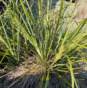 Lomandra longifolia at Girraween, QLD - 7 Sep 2024 04:16 PM