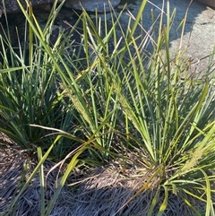 Lomandra longifolia at Girraween, QLD - 7 Sep 2024 04:16 PM