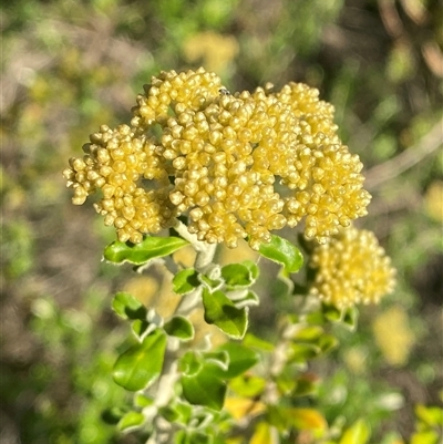 Ozothamnus obcordatus (Grey Everlasting) at Girraween, QLD - 7 Sep 2024 by Tapirlord