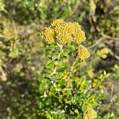 Ozothamnus obcordatus at Girraween, QLD - 7 Sep 2024