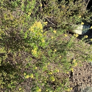 Ozothamnus obcordatus at Girraween, QLD - 7 Sep 2024