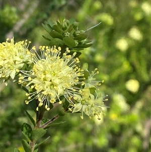 Leionema rotundifolium (Round-Leaved Phebalium) at Girraween, QLD by Tapirlord