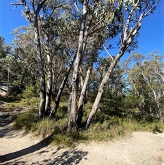 Eucalyptus andrewsii at Girraween, QLD - 7 Sep 2024 by Tapirlord