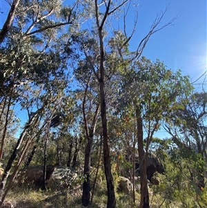 Eucalyptus andrewsii at Girraween, QLD - 7 Sep 2024 02:53 PM