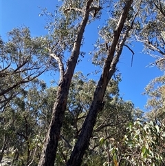 Eucalyptus andrewsii at Girraween, QLD - 7 Sep 2024 02:53 PM