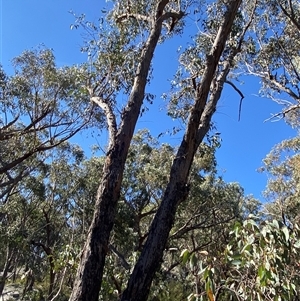 Eucalyptus andrewsii at Girraween, QLD - 7 Sep 2024 02:53 PM