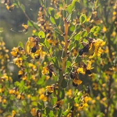 Bossiaea rhombifolia at Girraween, QLD - 7 Sep 2024 by Tapirlord