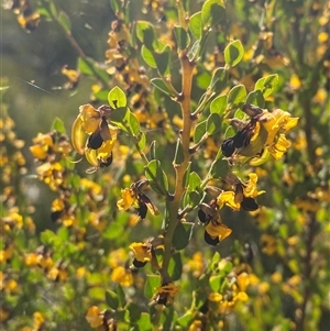 Bossiaea rhombifolia at Girraween, QLD by Tapirlord