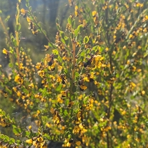 Bossiaea rhombifolia at Girraween, QLD - 7 Sep 2024