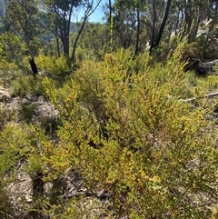 Bossiaea rhombifolia at Girraween, QLD - 7 Sep 2024