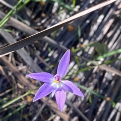 Glossodia major (Wax Lip Orchid) at Girraween, QLD - 7 Sep 2024 by Tapirlord