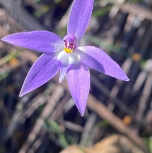 Glossodia major at Girraween, QLD - 7 Sep 2024