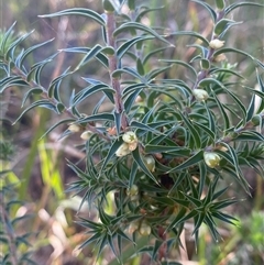 Melichrus urceolatus (Urn Heath) at Girraween, QLD - 7 Sep 2024 by Tapirlord