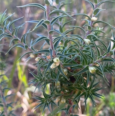 Melichrus urceolatus (Urn Heath) at Girraween, QLD - 7 Sep 2024 by Tapirlord