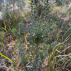 Melichrus urceolatus at Girraween, QLD - 7 Sep 2024