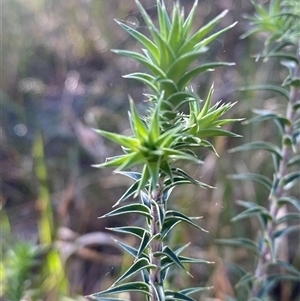 Melichrus urceolatus at Girraween, QLD - 7 Sep 2024