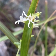 Cyphanthera albicans subsp. albicans (Grey Ray Flower) at Girraween, QLD - 7 Sep 2024 by Tapirlord