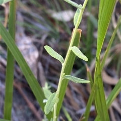 Cyphanthera albicans subsp. albicans at Girraween, QLD - 7 Sep 2024 02:46 PM