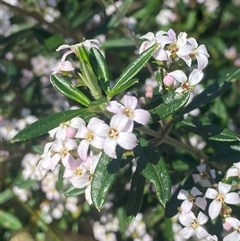 Zieria compacta at Girraween, QLD - 7 Sep 2024 by Tapirlord