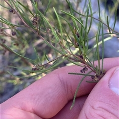 Dodonaea falcata (Sickle-Leaf Hopbush) at Girraween, QLD - 7 Sep 2024 by Tapirlord