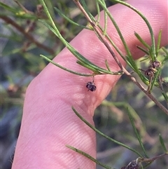 Dodonaea falcata at Girraween, QLD - 7 Sep 2024