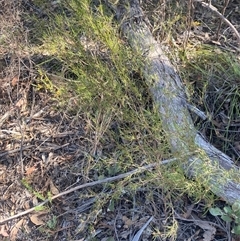 Dodonaea falcata at Girraween, QLD - 7 Sep 2024