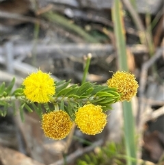 Acacia ruppii (Rupp's Wattle) at Girraween, QLD - 7 Sep 2024 by Tapirlord