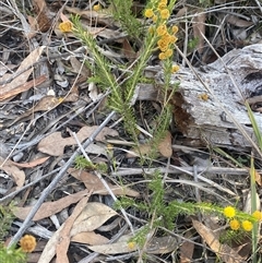 Acacia ruppii at Girraween, QLD - 7 Sep 2024 02:35 PM