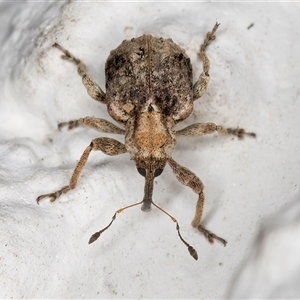 Unidentified Weevil (Curculionoidea) at Melba, ACT by kasiaaus