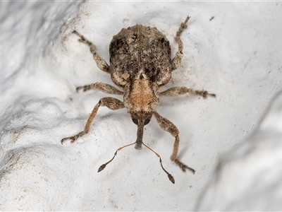 Unidentified Weevil (Curculionoidea) at Melba, ACT - 12 Dec 2024 by kasiaaus