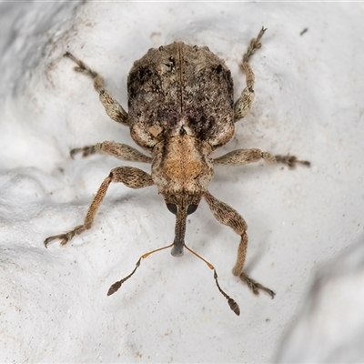 Unidentified Weevil (Curculionoidea) at Melba, ACT - 12 Dec 2024 by kasiaaus