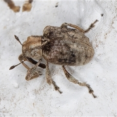 Gerynassa sp. (genus) at Melba, ACT - 12 Dec 2024