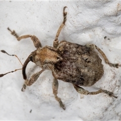 Gerynassa sp. (genus) at Melba, ACT - 12 Dec 2024